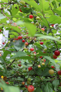 f:id:iengmwk:20110702160215j:image
