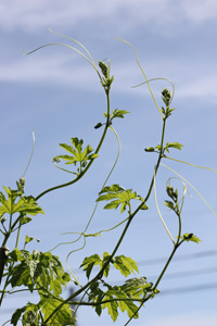 f:id:iengmwk:20110713093841j:image