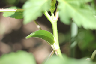 f:id:iengmwk:20110713093842j:image