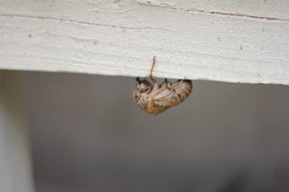 f:id:iengmwk:20110718103804j:image