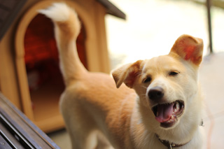 f:id:iengmwk:20110723164454j:image