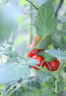 f:id:iengmwk:20110817175045j:image
