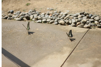 f:id:iengmwk:20110831150025j:image