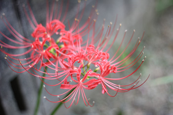 f:id:iengmwk:20110925163522j:image