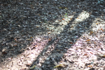 f:id:iengmwk:20111014110831j:image