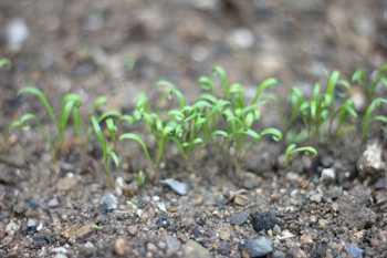 f:id:iengmwk:20111016154131j:image