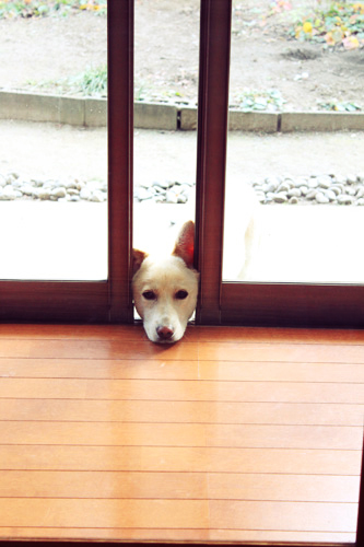 f:id:iengmwk:20120325110947j:image