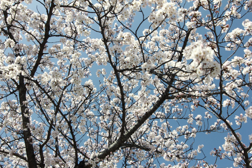 f:id:iengmwk:20120401174153j:image
