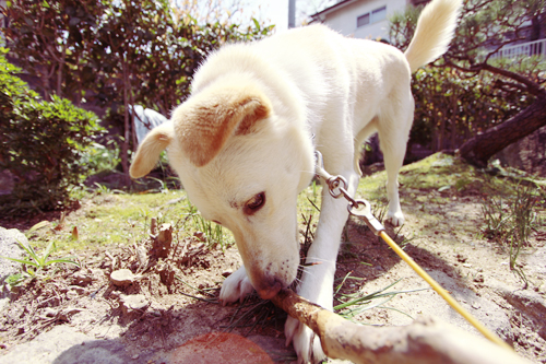 f:id:iengmwk:20120424181315j:image