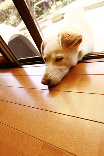 f:id:iengmwk:20120427135225j:image f:id:iengmwk:20120427135225j:image