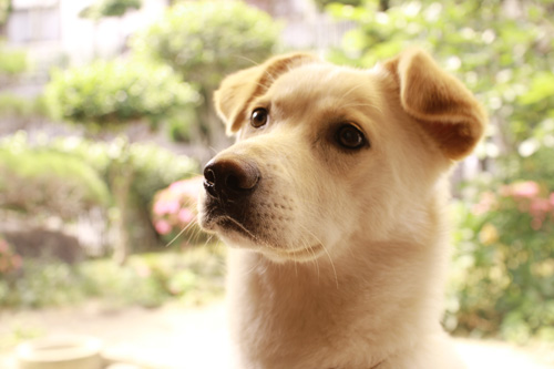 f:id:iengmwk:20120601100044j:image