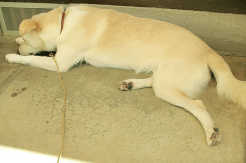 f:id:iengmwk:20120718095154j:image