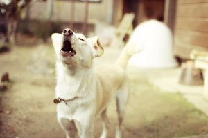 f:id:iengmwk:20121128111838j:image