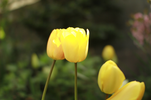 f:id:iengmwk:20130401224511j:image