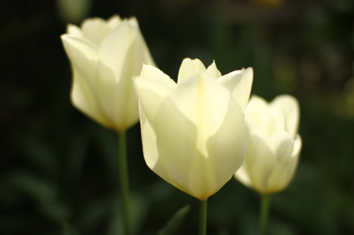 f:id:iengmwk:20130401224512j:image
