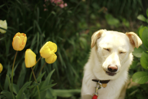f:id:iengmwk:20130401231313j:image