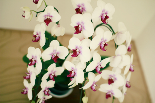 f:id:iengmwk:20130601131325j:image
