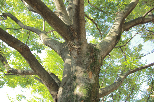 f:id:iengmwk:20130722093723j:image