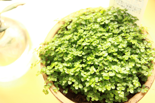 f:id:iengmwk:20140206144034j:image