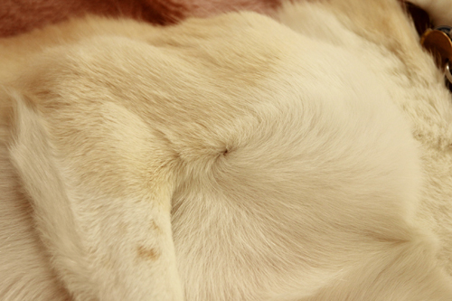 f:id:iengmwk:20140321133832j:image