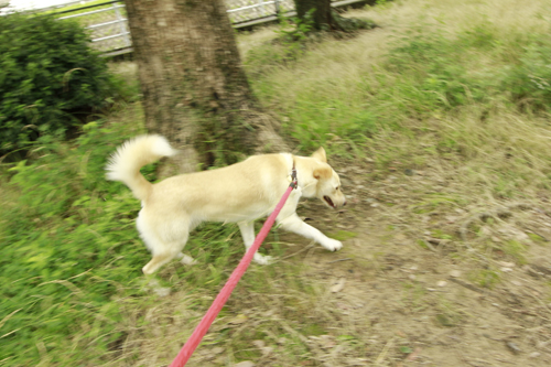 f:id:iengmwk:20140807133701j:image