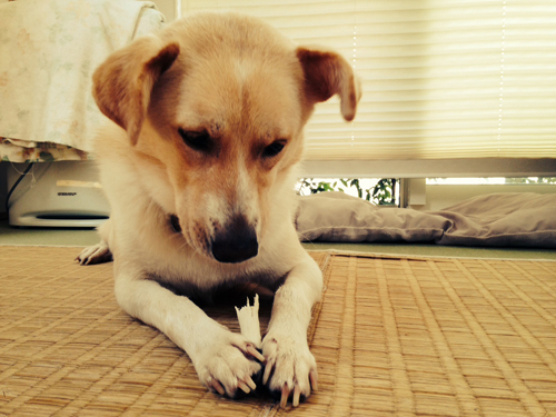 f:id:iengmwk:20140911143642j:image