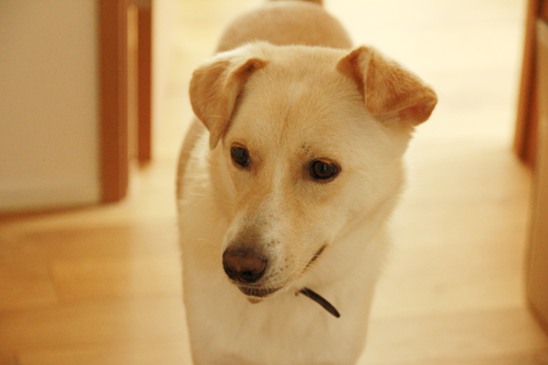 f:id:iengmwk:20140918143112j:image