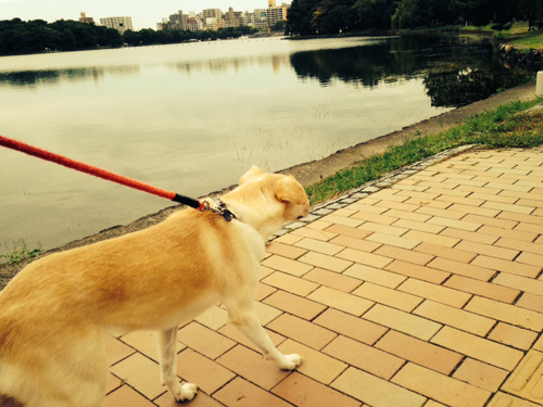 f:id:iengmwk:20140922135101j:image