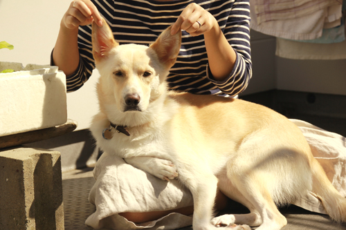 f:id:iengmwk:20141023101703j:image