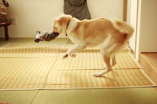 f:id:iengmwk:20141101102633j:image
