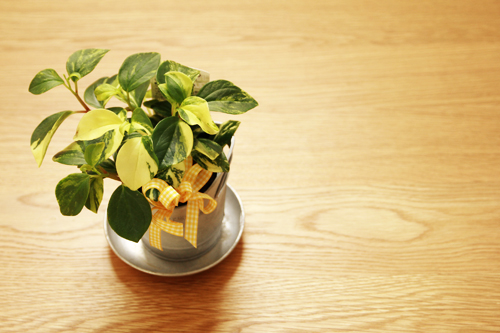 f:id:iengmwk:20150118145023j:image f:id:iengmwk:20150118145023j:image