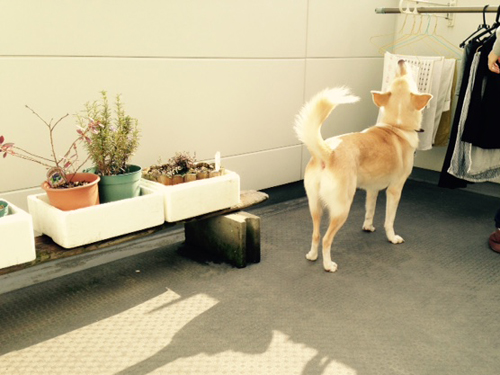 f:id:iengmwk:20150302125615j:image