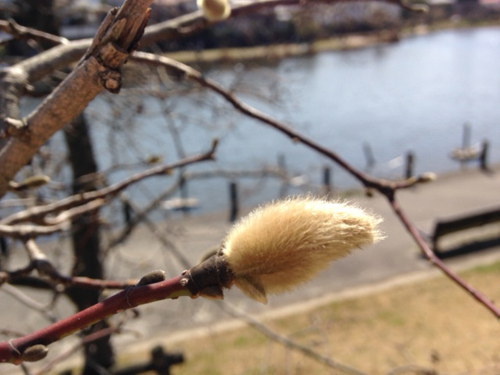 f:id:iengmwk:20150309101421j:image