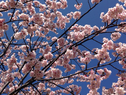 f:id:iengmwk:20150309101424j:image