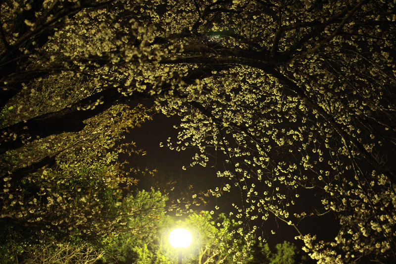 f:id:iengmwk:20150330114008j:image f:id:iengmwk:20150330114008j:image