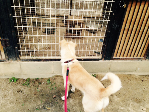f:id:iengmwk:20150412143404j:image