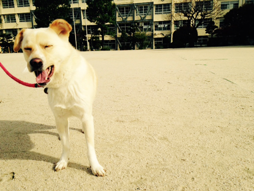f:id:iengmwk:20150412143408j:image