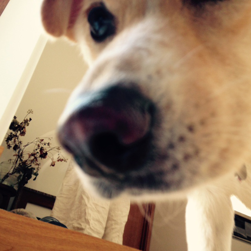 f:id:iengmwk:20150417180155j:image