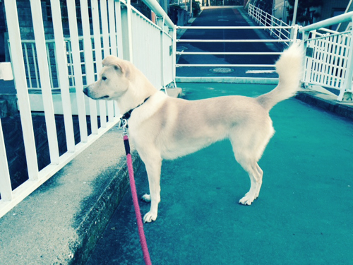 f:id:iengmwk:20151029073957j:image
