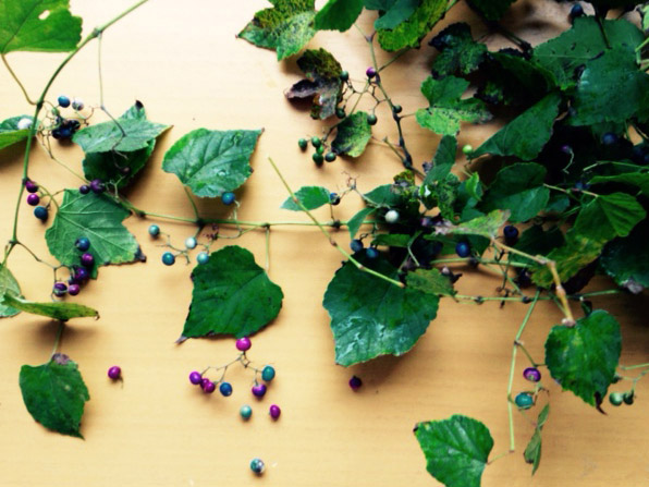 f:id:iengmwk:20151114124118j:image