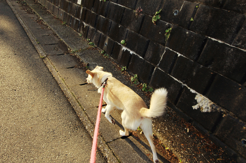 f:id:iengmwk:20160222103431j:image