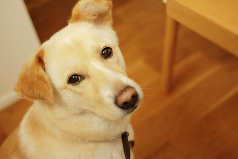 f:id:iengmwk:20160408121325j:image