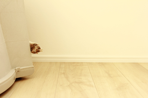 f:id:iengmwk:20160606085346j:image