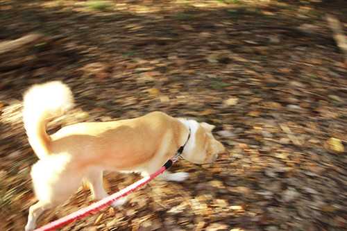 f:id:iengmwk:20170105145151j:image f:id:iengmwk:20170105145151j:image