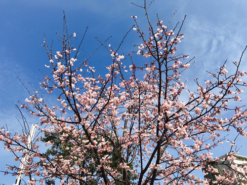 f:id:iengmwk:20170306094951j:image