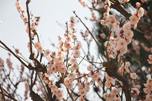 f:id:iengmwk:20170313093125j:image