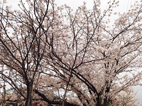 f:id:iengmwk:20170410135937j:image