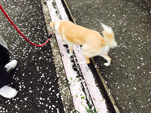 f:id:iengmwk:20170410135938j:image