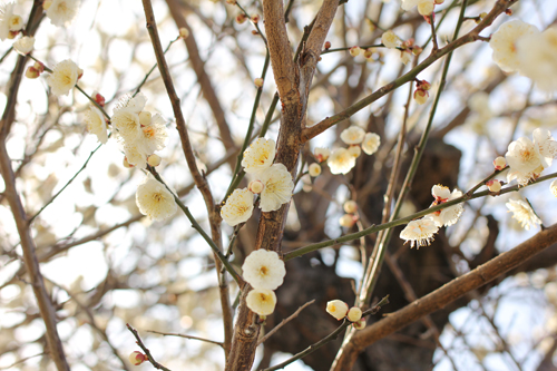 f:id:iengmwk:20180219145807j:image f:id:iengmwk:20180219145807j:image