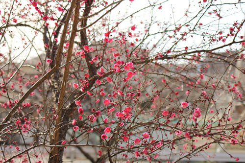 f:id:iengmwk:20180219151537j:image f:id:iengmwk:20180219151537j:image